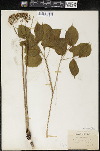 Aralia nudicaulis image