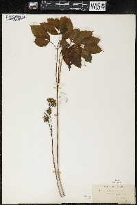 Aralia nudicaulis image