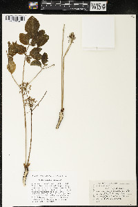 Aralia nudicaulis image