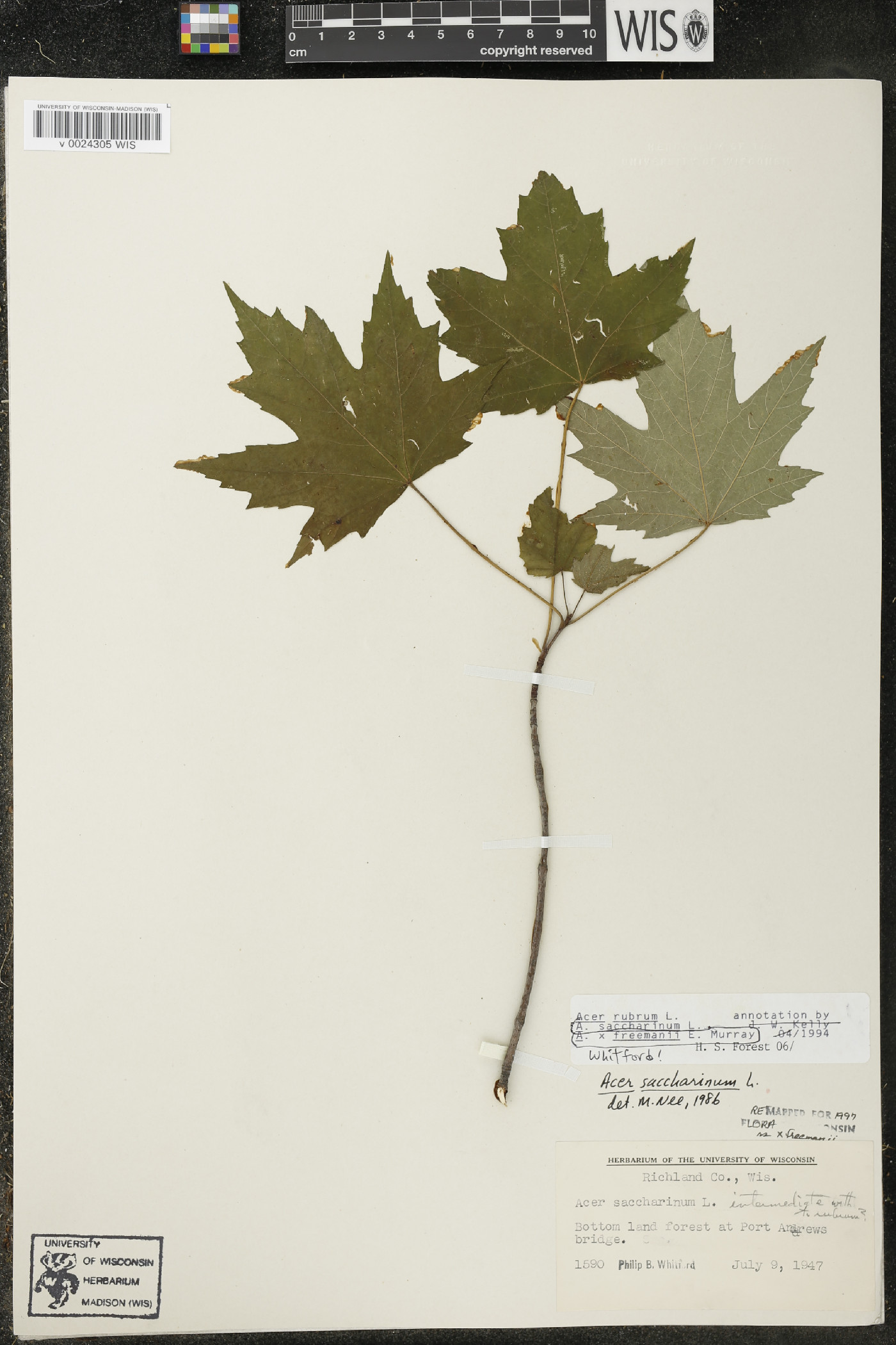 Acer × freemanii image