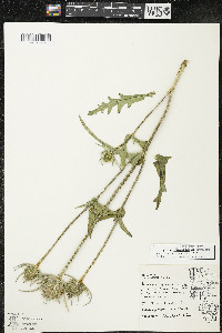 Dipsacus laciniatus image