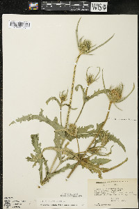 Dipsacus laciniatus image