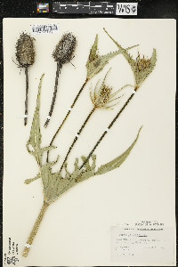 Dipsacus laciniatus image