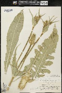 Dipsacus laciniatus image