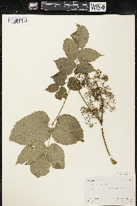 Aralia racemosa image