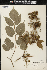 Aralia racemosa image