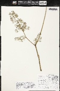 Aralia racemosa image