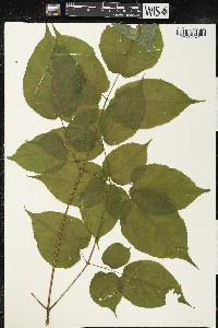 Aralia racemosa image