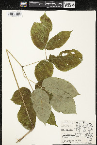 Aralia racemosa image