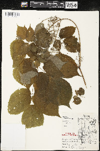 Aralia racemosa image