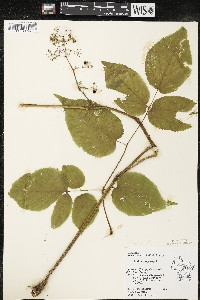 Aralia racemosa image