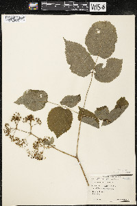 Aralia racemosa image