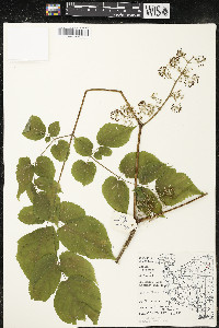 Aralia racemosa image