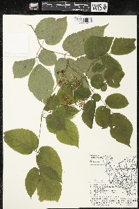 Aralia racemosa image