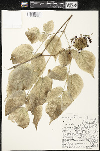 Aralia racemosa image