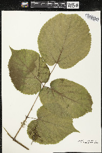 Aralia racemosa image