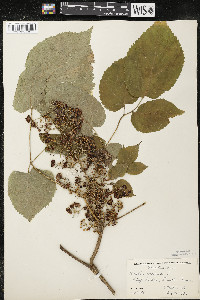 Aralia racemosa image