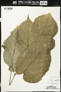 Aralia racemosa image