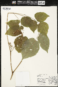 Aralia racemosa image