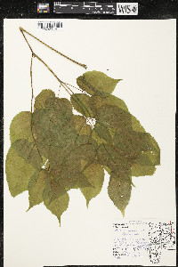 Aralia racemosa image