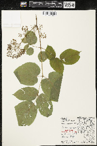 Aralia racemosa image