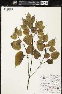 Aralia racemosa image