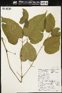 Aralia racemosa image