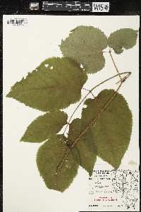 Aralia racemosa image