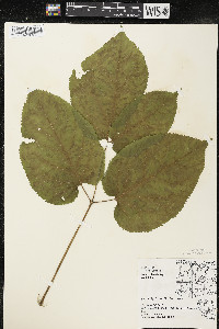 Aralia racemosa image