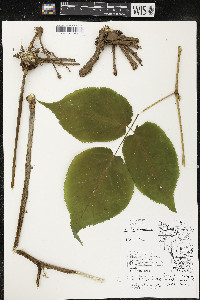 Aralia racemosa image