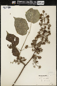 Aralia racemosa image