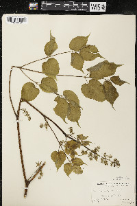 Aralia racemosa image