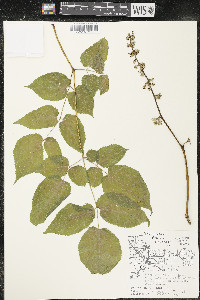 Aralia racemosa image