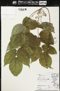 Aralia racemosa image