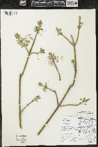 Acer negundo var. violaceum image