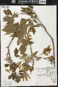 Acer negundo var. violaceum image