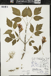 Acer negundo var. violaceum image