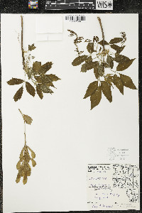 Acer negundo var. violaceum image