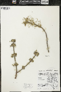 Acer negundo var. violaceum image