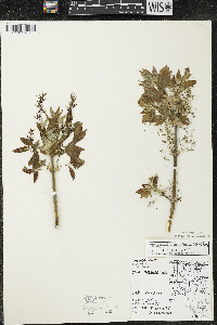 Acer negundo var. violaceum image