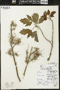 Acer negundo var. violaceum image