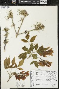 Acer negundo var. violaceum image