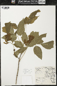 Acer negundo var. violaceum image