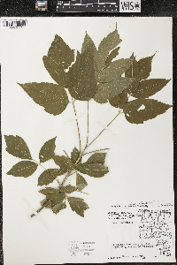 Acer negundo var. violaceum image