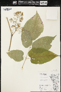 Aralia racemosa image