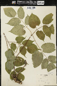Aralia racemosa image