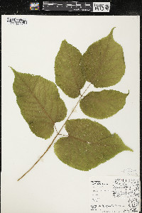 Aralia racemosa image