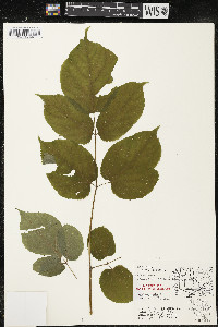 Aralia racemosa image