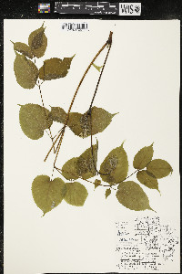 Aralia racemosa image