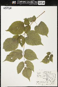 Aralia racemosa image